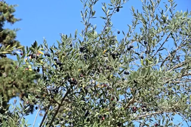 Antalya'da zeytin ağacı katliamı