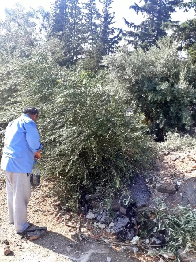Antalya'da zeytin ağacı katliamı