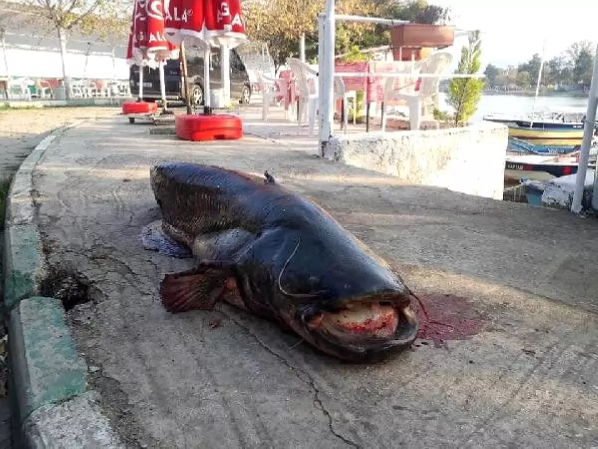 Сколько живут сомы в природе. Самый большой сом пойманный в мире. Самый большой выловленный сом в мире.