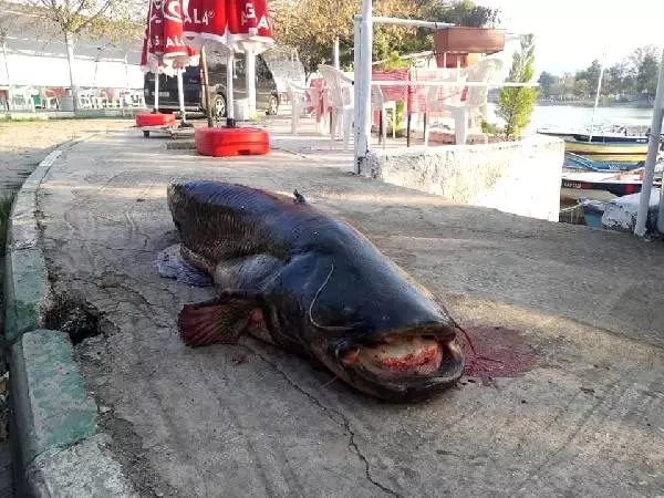 Balıkçının ağına 80 kiloluk yayın balığı takıldı Balıkçının ağına 80 kiloluk yayın balığı takıldı