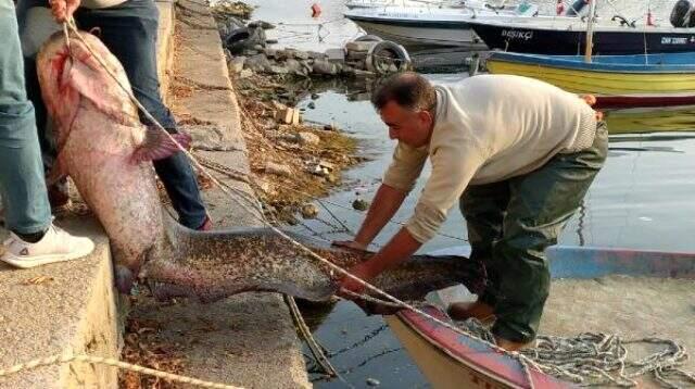 Balıkçının ağına 80 kiloluk yayın balığı takıldı