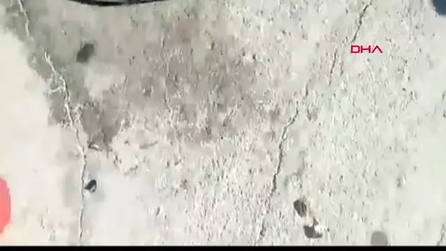 Balon balığı tehlikesi karadeniz'de Balon balığı tehlikesi karadeniz'de