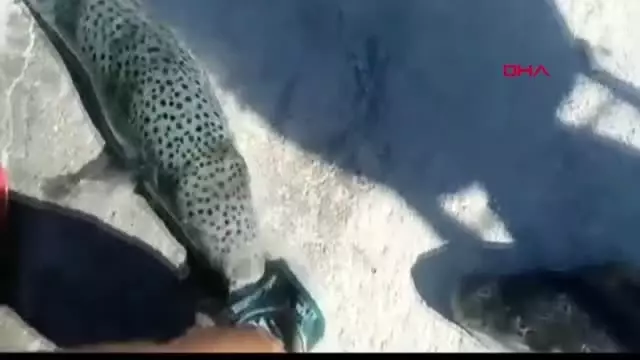 Balon balığı tehlikesi karadeniz'de Balon balığı tehlikesi karadeniz'de