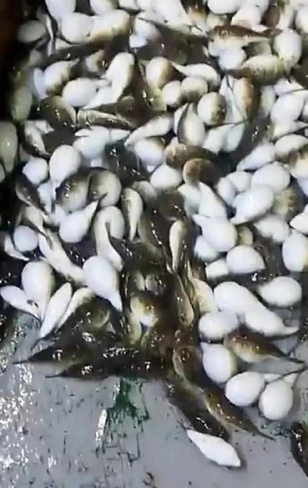 Balon balığı tehlikesi Karadeniz'de Balon balığı tehlikesi Karadeniz'de