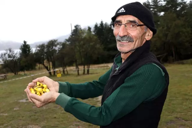 Doğal ilaç dağ meyvesi: 'Alıç' Doğal ilaç dağ meyvesi: 'Alıç'