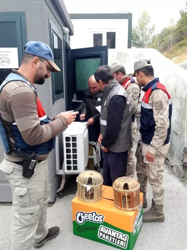 Gevaş'ta kaçak avlanmış 42 keklik ele geçirildi Gevaş'ta kaçak avlanmış 42 keklik ele geçirildi