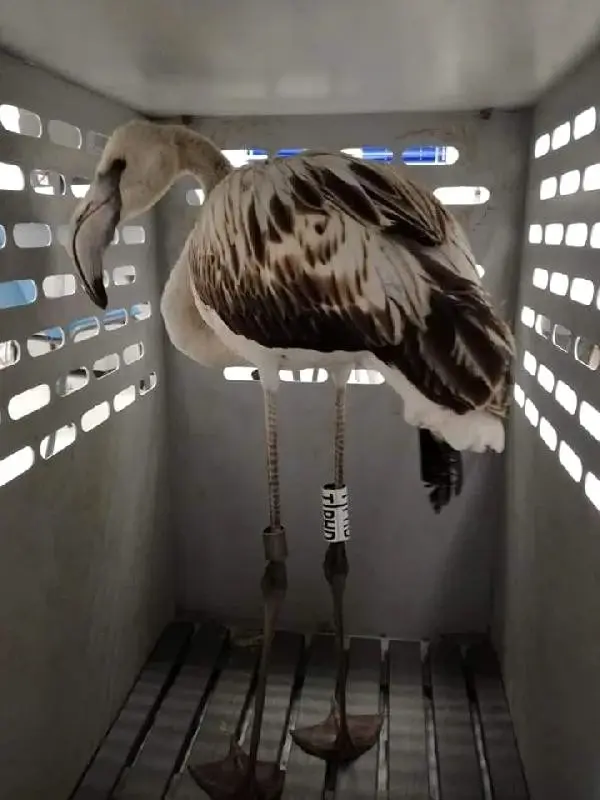 İzmir'de halkalanan flamingolardan haber var İzmir'de halkalanan flamingolardan haber var