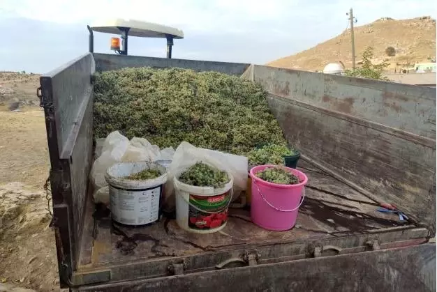 Mazıdağı'nda mezrone üzümün pestil ve cevizli sucuk yolculuğu devam ediyor