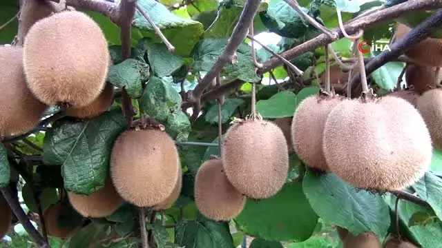Mersin'de kivi hasadı başladı Mersin'de kivi hasadı başladı