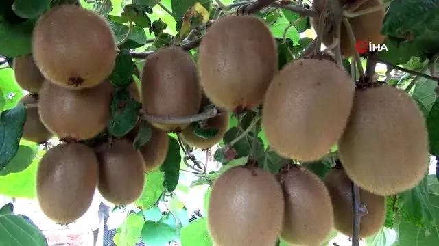 Mersin'de kivi hasadı başladı Mersin'de kivi hasadı başladı