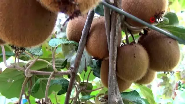 Mersin'de kivi hasadı başladı Mersin'de kivi hasadı başladı