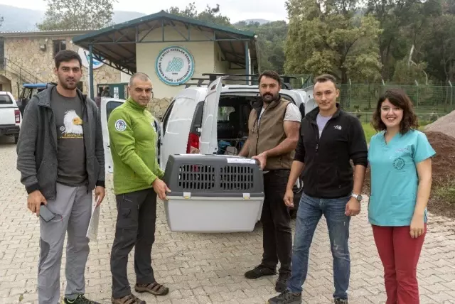 Mısır Akbabasının iki ülke arasındaki yolculuğu Mısır Akbabasının iki ülke arasındaki yolculuğu