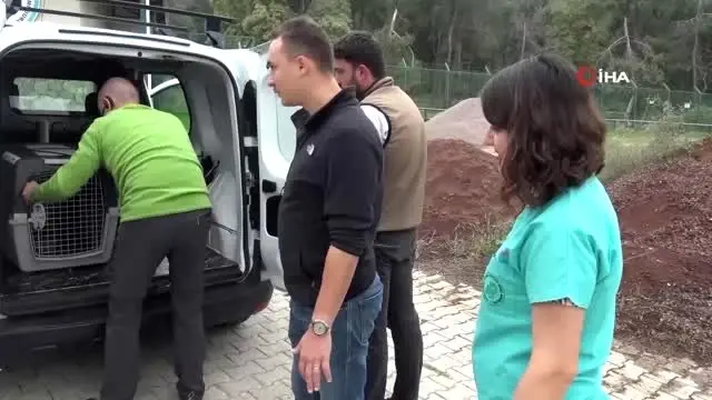 Mısır akbabasının iki ülke arasındaki yolculuğu...Tedavisi tamamlanan akbaba Bulgaristan'a... Mısır akbabasının iki ülke arasındaki yolculuğu...Tedavisi tamamlanan akbaba Bulgaristan'a...