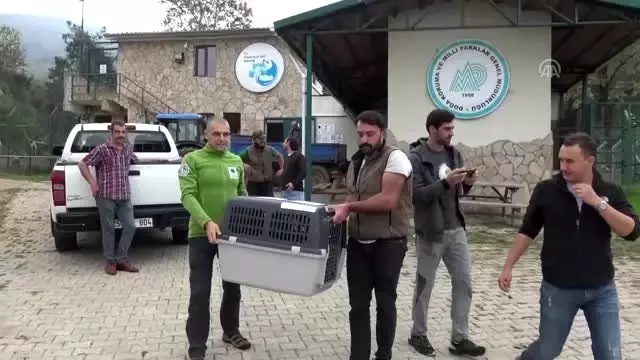 Tedavisi tamamlanan yaralı akbaba ülkesine teslim edildi Tedavisi tamamlanan yaralı akbaba ülkesine teslim edildi