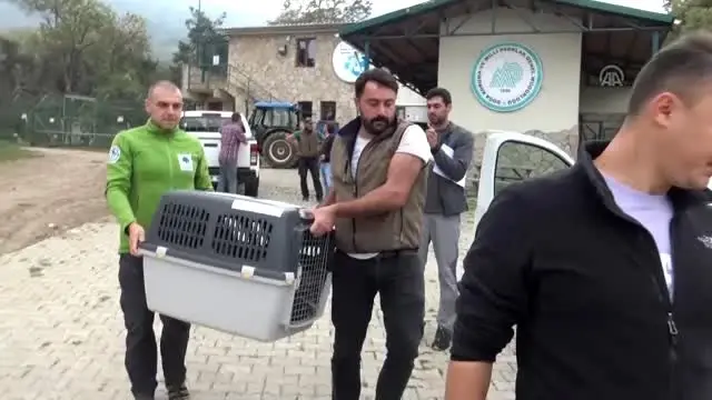 Tedavisi tamamlanan yaralı akbaba ülkesine teslim edildi Tedavisi tamamlanan yaralı akbaba ülkesine teslim edildi