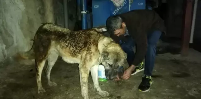 Tokat'ta 5 ev yangında hasar gördü Tokat'ta 5 ev yangında hasar gördü