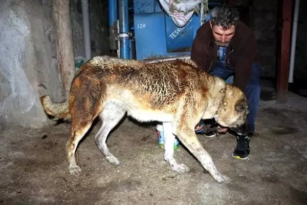 Tokat'ta, köyde çıkan yangında 5 küçükbaş öldü Tokat'ta, köyde çıkan yangında 5 küçükbaş öldü