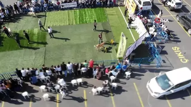 Türk çoban köpekleri Ümraniye'de yarıştı Türk çoban köpekleri Ümraniye'de yarıştı