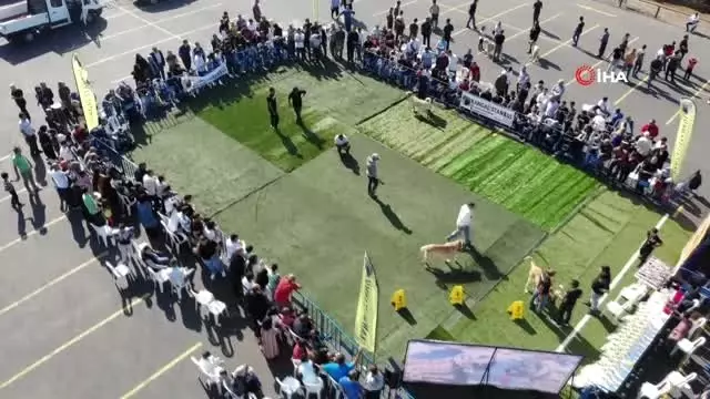 Türk çoban köpekleri Ümraniye'de yarıştı Türk çoban köpekleri Ümraniye'de yarıştı