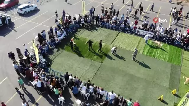 Türk çoban köpekleri Ümraniye'de yarıştı Türk çoban köpekleri Ümraniye'de yarıştı