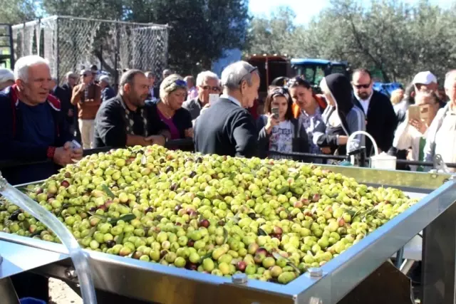 Uluslararası Zeytin Hasat Festivali başlıyor Uluslararası Zeytin Hasat Festivali başlıyor