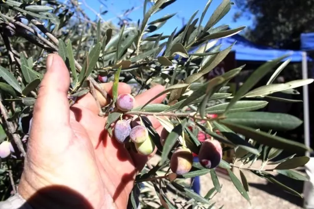 Uluslararası Zeytin Hasat Festivali başlıyor Uluslararası Zeytin Hasat Festivali başlıyor