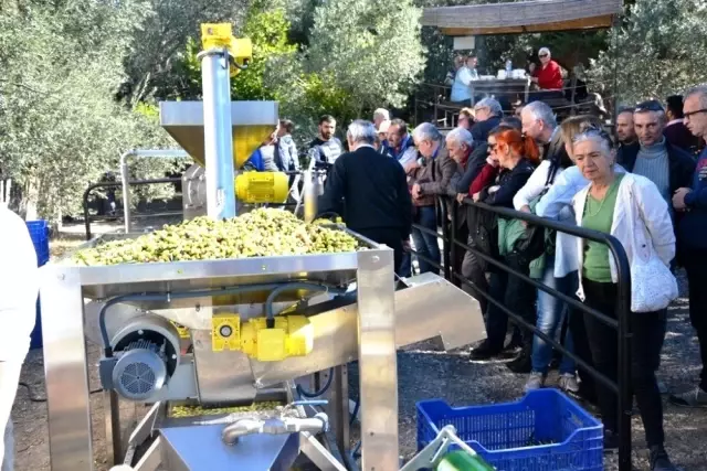 Uluslararası Zeytin Hasat Festivali başlıyor Uluslararası Zeytin Hasat Festivali başlıyor