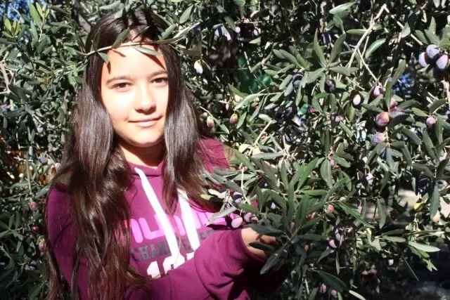 Uluslararası Zeytin Hasat Festivali başlıyor Uluslararası Zeytin Hasat Festivali başlıyor