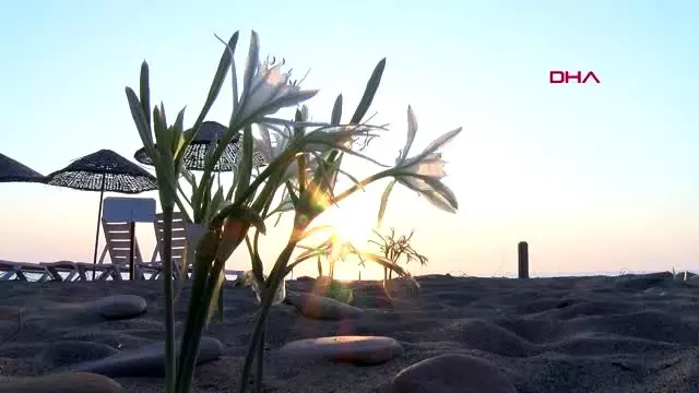 Antalya çıralı'daki kum zambakları için kamera ve güvenlik görevlisi talebi Antalya çıralı'daki kum zambakları için kamera ve güvenlik görevlisi talebi