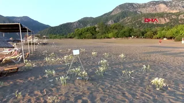 Antalya çıralı'daki kum zambakları için kamera ve güvenlik görevlisi talebi Antalya çıralı'daki kum zambakları için kamera ve güvenlik görevlisi talebi