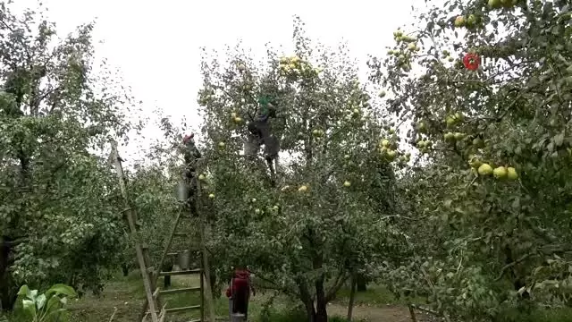 Bursa'nın dünyaca ünlü deveci armudunun hasadına başlandı Bursa'nın dünyaca ünlü deveci armudunun hasadına başlandı