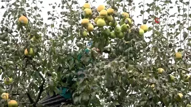 Bursa'nın dünyaca ünlü deveci armudunun hasadına başlandı Bursa'nın dünyaca ünlü deveci armudunun hasadına başlandı