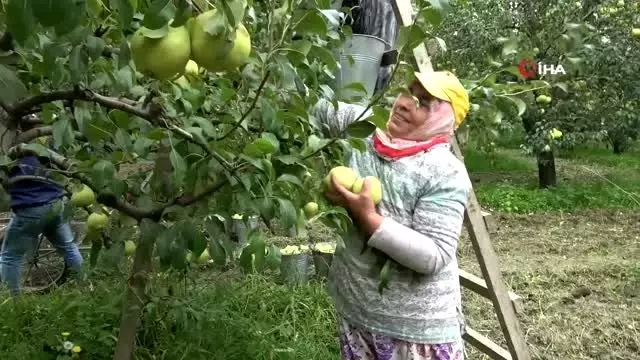 Bursa'nın dünyaca ünlü deveci armudunun hasadına başlandı Bursa'nın dünyaca ünlü deveci armudunun hasadına başlandı