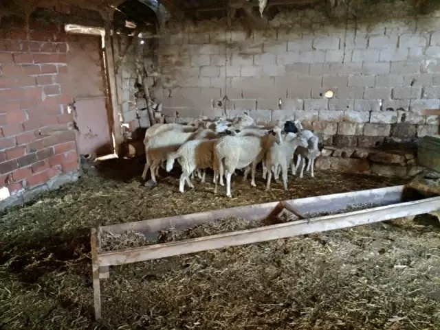 Çalınan koyunları jandarma buldu Çalınan koyunları jandarma buldu