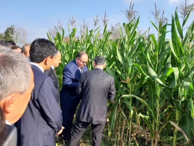 Çaycuma'da 'silajlık mısır hasadı' yapıldı Çaycuma'da 'silajlık mısır hasadı' yapıldı