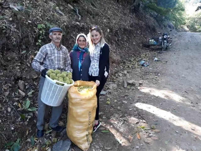Coğrafi işaretli Simav kestanesinde erken hasat Coğrafi işaretli Simav kestanesinde erken hasat