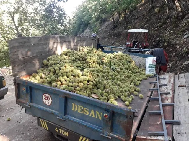 Coğrafi işaretli Simav kestanesinde erken hasat Coğrafi işaretli Simav kestanesinde erken hasat