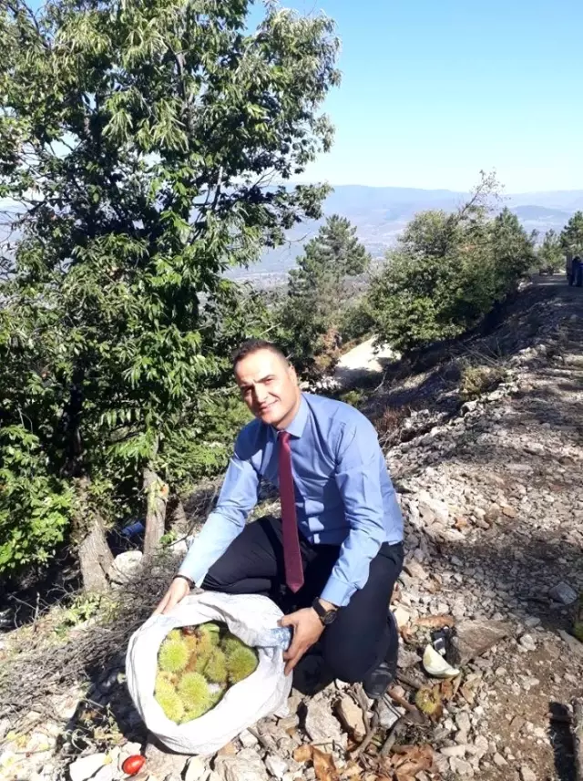 Coğrafi işaretli Simav kestanesinde erken hasat Coğrafi işaretli Simav kestanesinde erken hasat