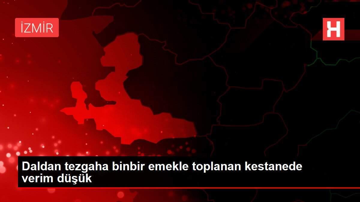 Daldan tezgaha binbir emekle toplanan kestanede verim düşük