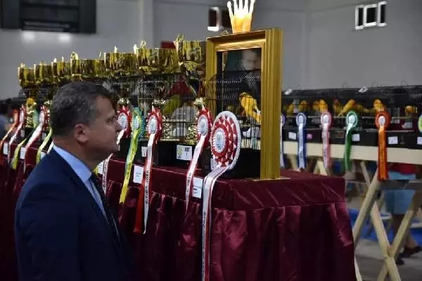 Edremit'te 4'üncü EYCC Yorkshire Kanarya Yarışması yapıldı Edremit'te 4'üncü EYCC Yorkshire Kanarya Yarışması yapıldı