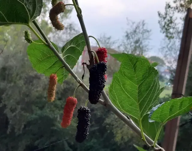 Ekim ayında meyve veren dut ağacı şaşırttı