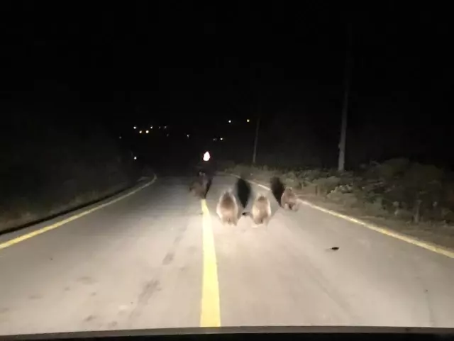 Kocaeli'de aç kalan ayılar yemek ararken araçların önüne indi