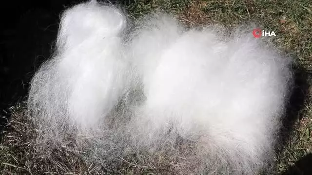 Koyun yününden ürettiği hamam keselerini lüks otellere gönderiyor Koyun yününden ürettiği hamam keselerini lüks otellere gönderiyor