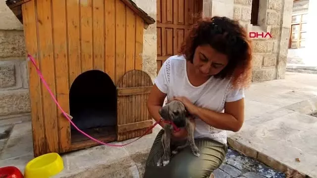 Mersin ölmek üzereyken bulunan köpeği kaymakam sahiplendi