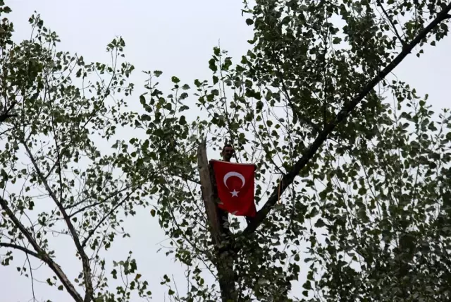 Metrelerce uzunluktaki ağaçlara Tarzan gibi tırmanıyor
