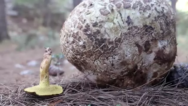Muğla'da 3 kilogramlık mantar bulundu