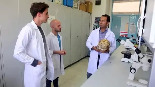 Muğla'da 3 kilogramlık mantar bulundu Muğla'da 3 kilogramlık mantar bulundu
