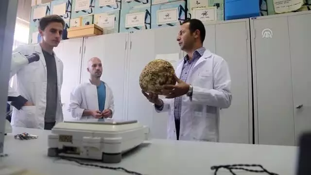 Muğla'da 3 kilogramlık mantar bulundu Muğla'da 3 kilogramlık mantar bulundu
