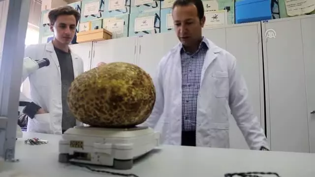 Muğla'da 3 kilogramlık mantar bulundu Muğla'da 3 kilogramlık mantar bulundu