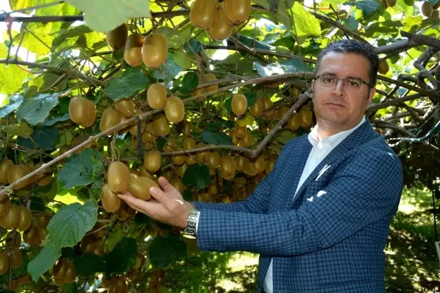 'Ordu kivisi' marka oldu